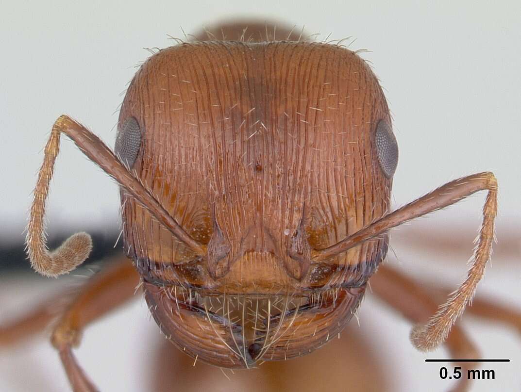 <i>Pogonomyrmex mohavensis</i> Johnson resmi