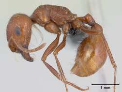 <i>Pogonomyrmex mohavensis</i> Johnson resmi