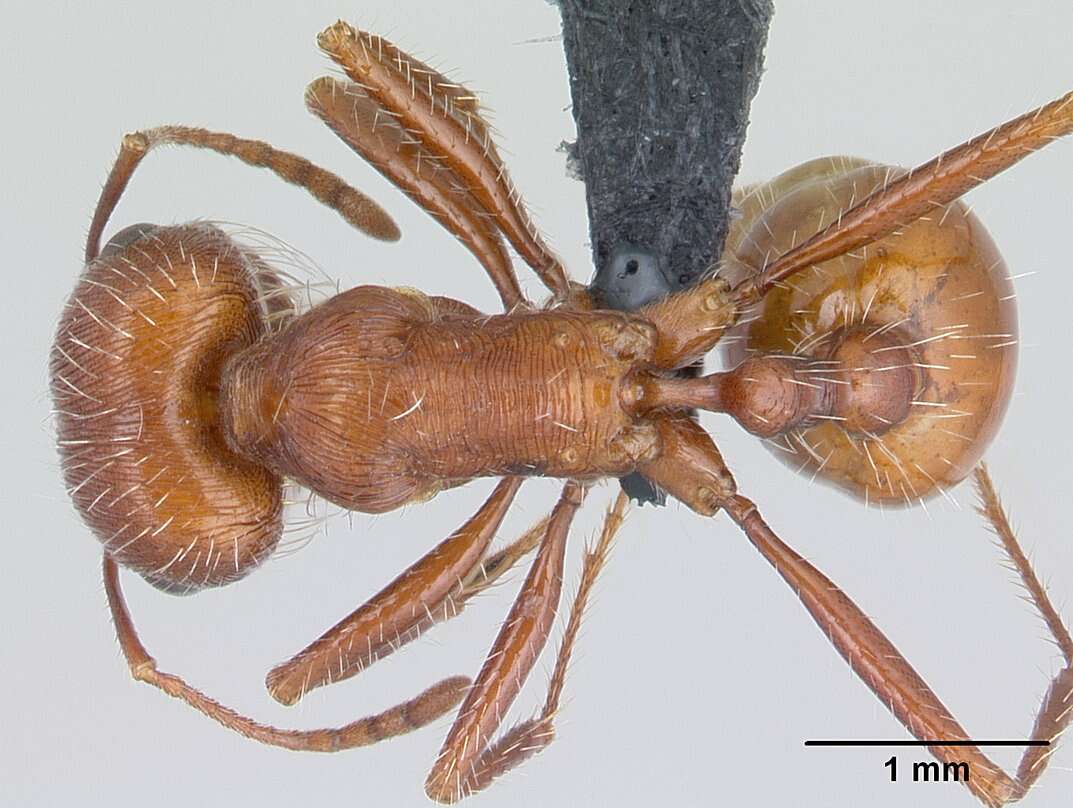 <i>Pogonomyrmex mohavensis</i> Johnson resmi