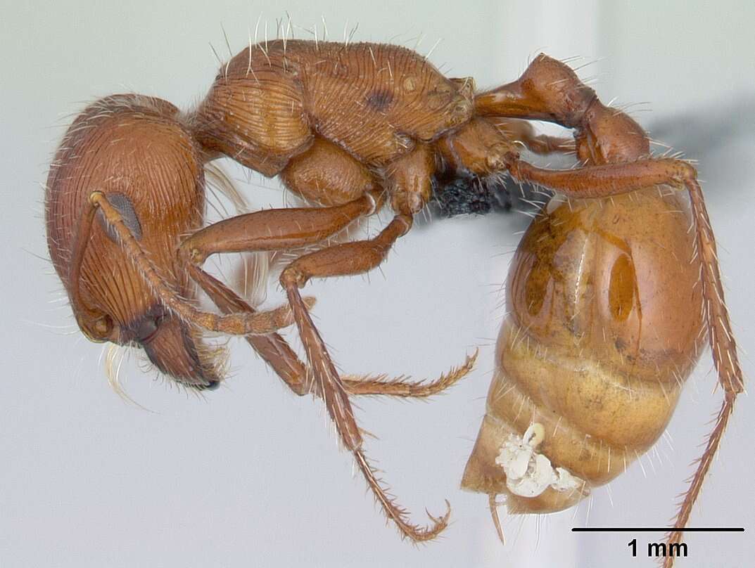 Слика од <i>Pogonomyrmex mohavensis</i> Johnson