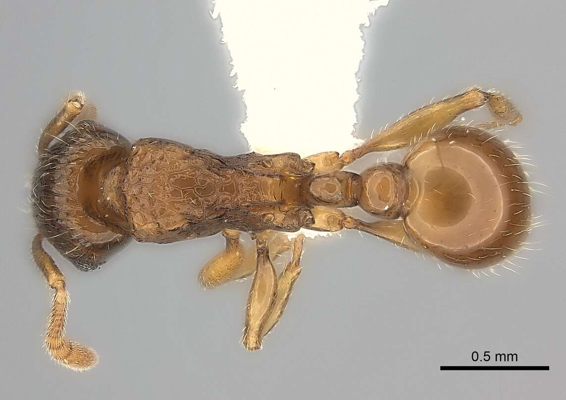 Image of Tetramorium nassonowii Forel 1892