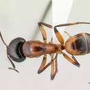 Image of <i>Camponotus pulcher</i>