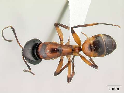 Image of <i>Camponotus pulcher</i>