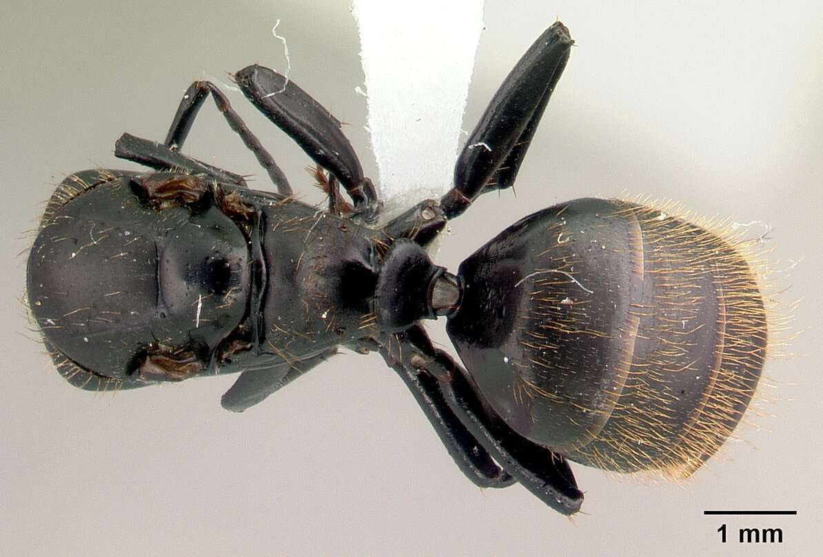 Image of Camponotus darwinii Forel 1886