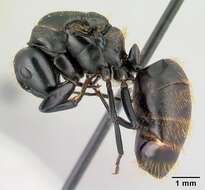 Image of Camponotus darwinii Forel 1886