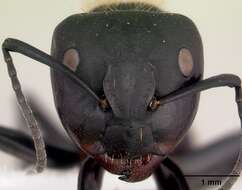 Image of Camponotus darwinii Forel 1886