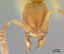 Image of <i>Hypoponera bulawayensis</i>