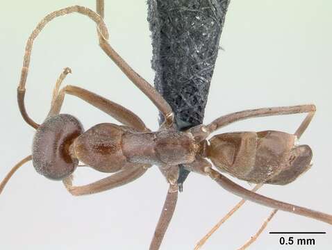 Image of Dorymyrmex goeldii Forel 1904