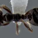 Image of Crematogaster obnigra Mann 1919