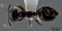 Image of Crematogaster obnigra Mann 1919