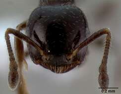 Image of Crematogaster obnigra Mann 1919