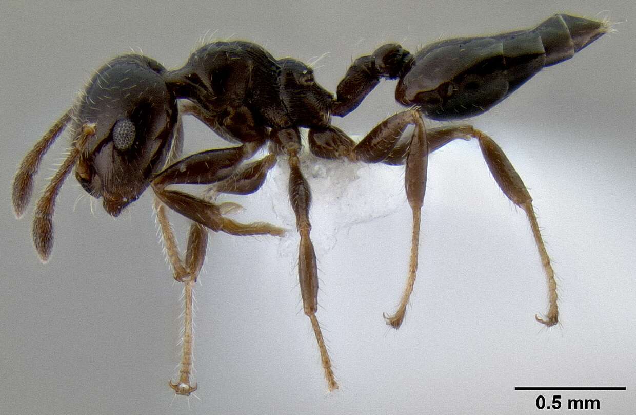 Crematogaster obnigra Mann 1919 resmi