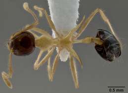 Image of Crematogaster paradoxa Emery 1894