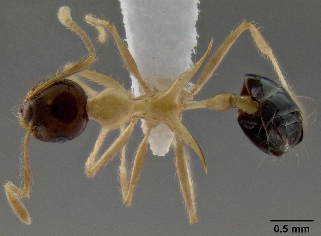 Image of Crematogaster paradoxa Emery 1894