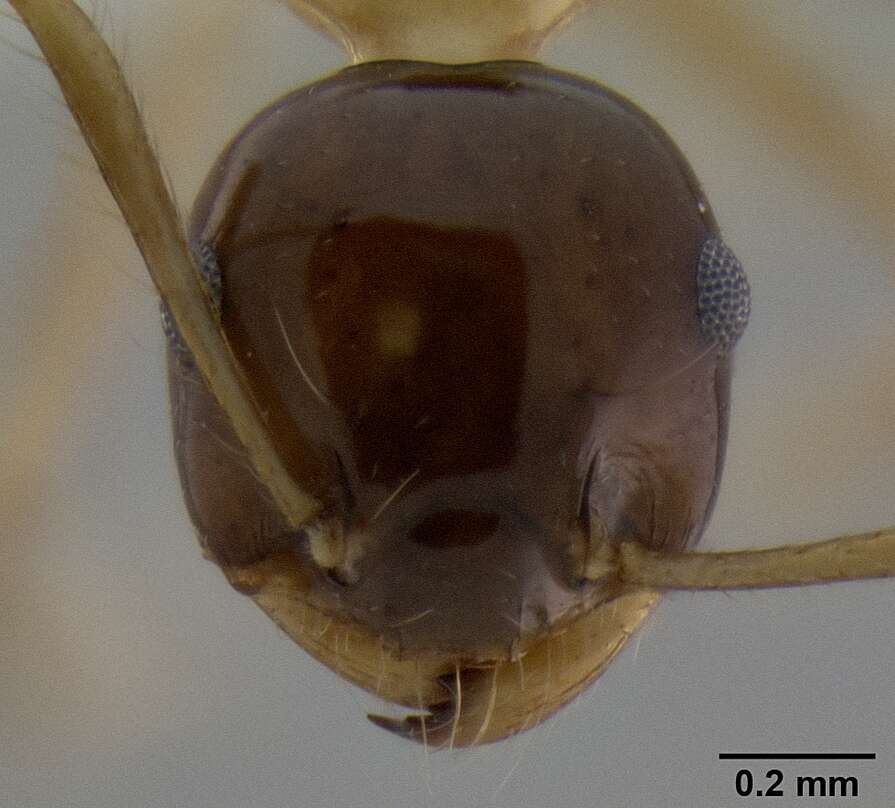 Image of Crematogaster paradoxa Emery 1894