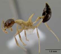 Image of Crematogaster paradoxa Emery 1894