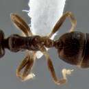 Image of Crematogaster borneensis Andre 1896