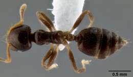 Слика од Crematogaster borneensis Andre 1896