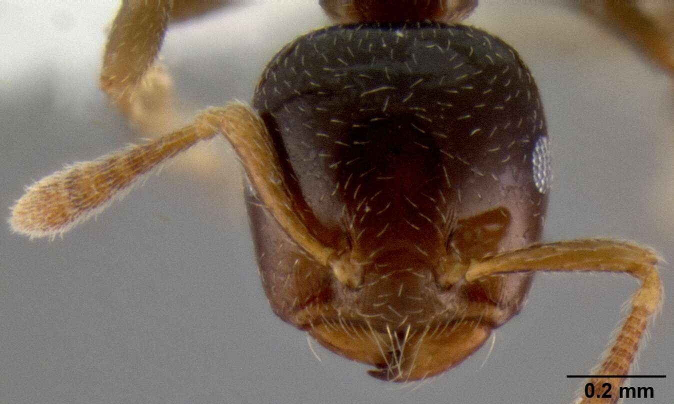 Слика од Crematogaster borneensis Andre 1896