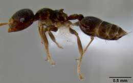 Слика од Crematogaster borneensis Andre 1896