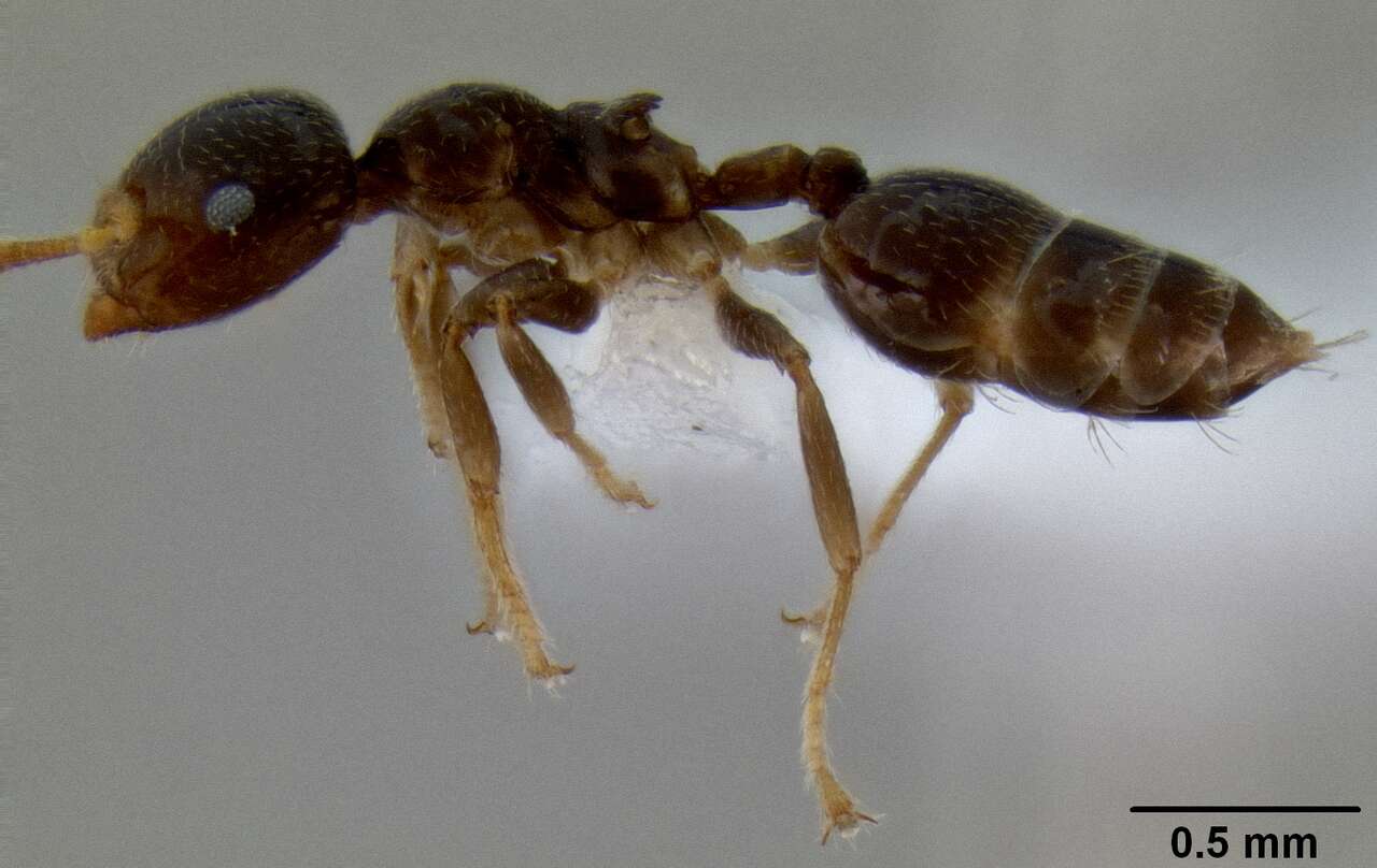 Слика од Crematogaster borneensis Andre 1896