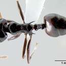 Image de <i>Crematogaster sabatra</i>