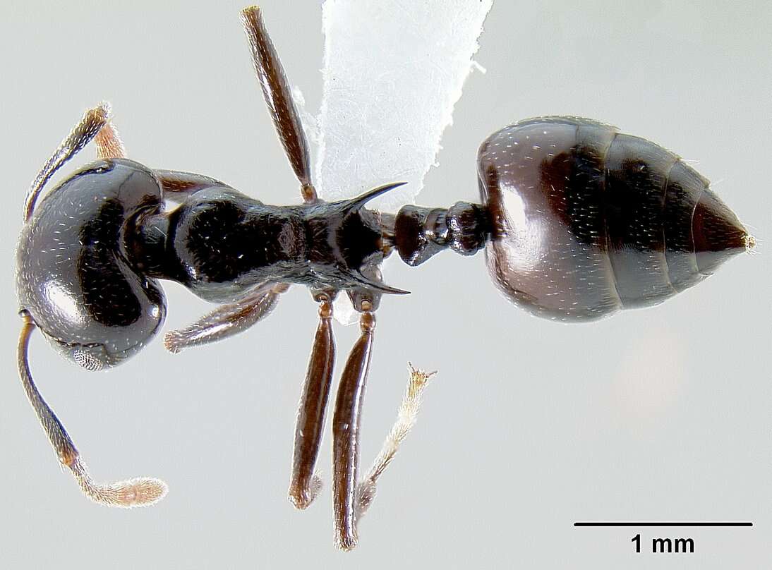 Image of <i>Crematogaster sabatra</i>