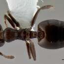 Image of Crematogaster liengmei Forel 1894
