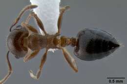 Слика од Crematogaster isolata Buren 1968