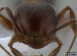 Слика од Crematogaster isolata Buren 1968