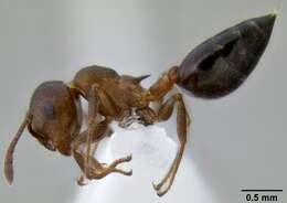 Слика од Crematogaster isolata Buren 1968