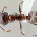 Image of <i>Crematogaster sisa</i>