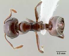 Image of <i>Crematogaster sisa</i>