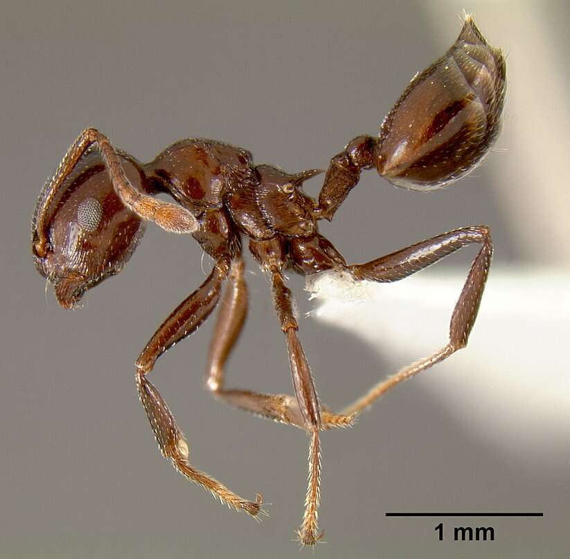 Image of <i>Crematogaster sisa</i>