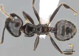 Image of Crematogaster madagascariensis Andre 1887