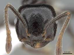 Image of Crematogaster madagascariensis Andre 1887