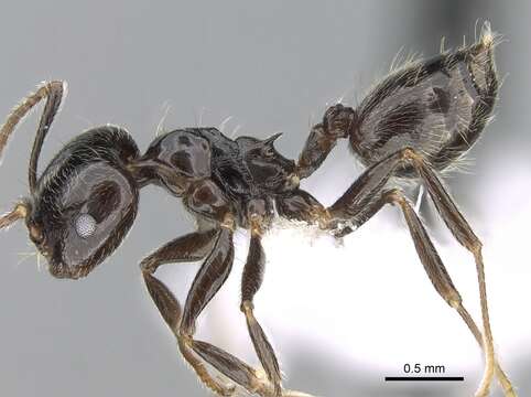 Image of Crematogaster madagascariensis Andre 1887