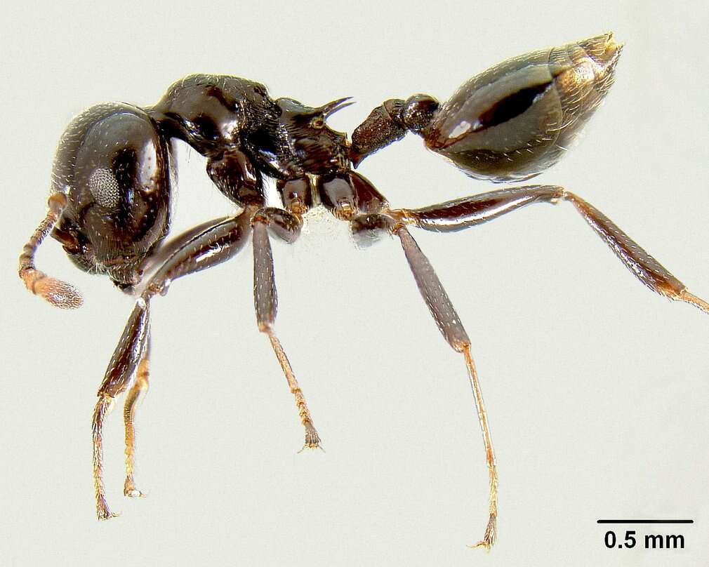 Image of <i>Crematogaster sisa</i>