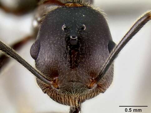 Crematogaster stadelmanni Mayr 1895 resmi