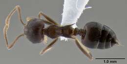 Image of Crematogaster modiglianii Emery 1900