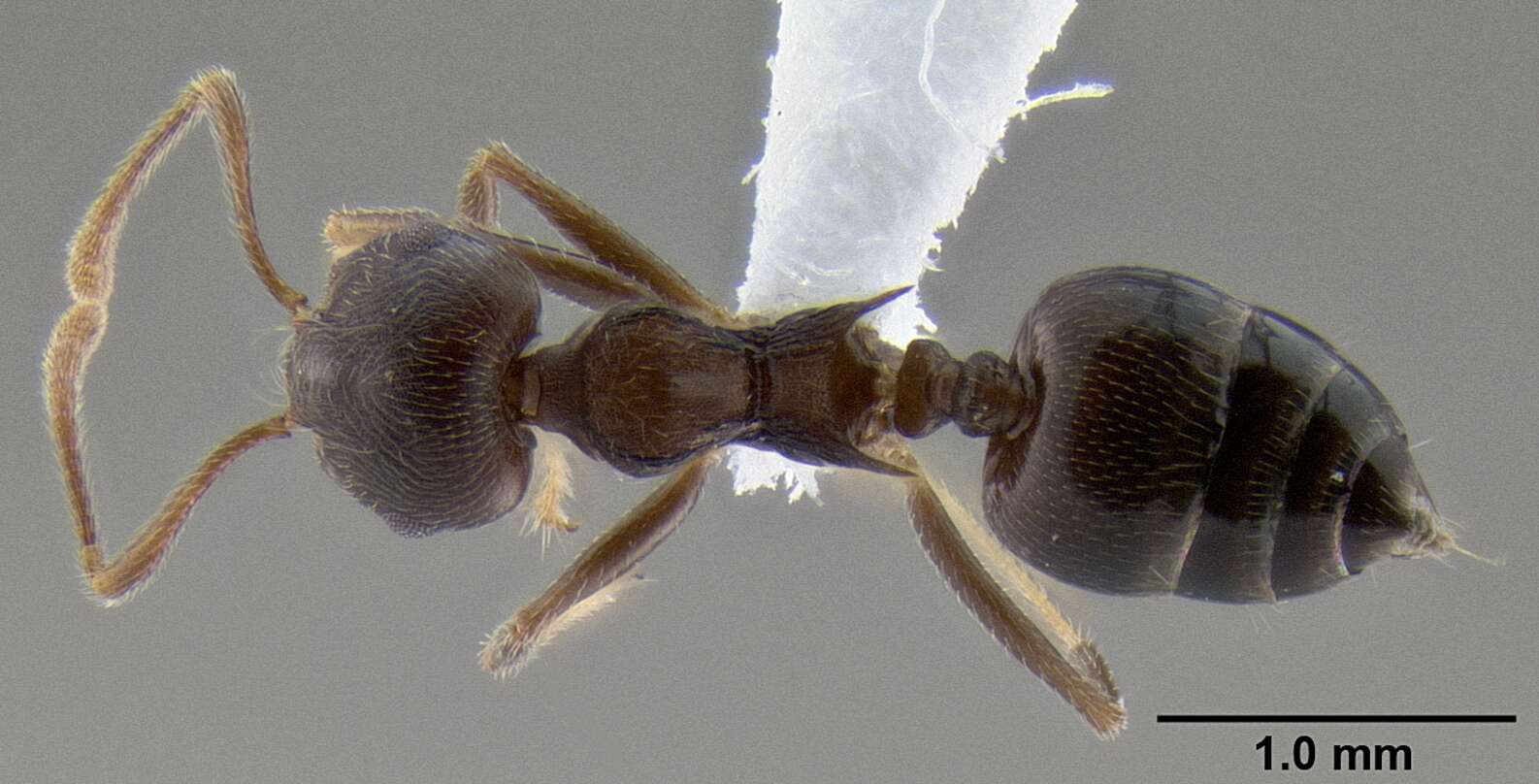 Image of Crematogaster modiglianii Emery 1900