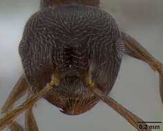 Image of Crematogaster modiglianii Emery 1900