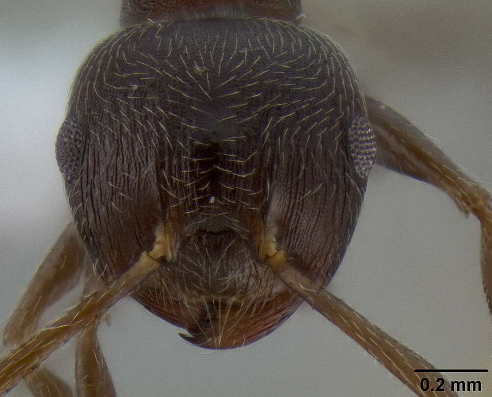 Слика од Crematogaster modiglianii Emery 1900