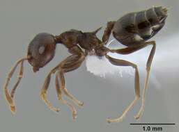 Слика од Crematogaster modiglianii Emery 1900