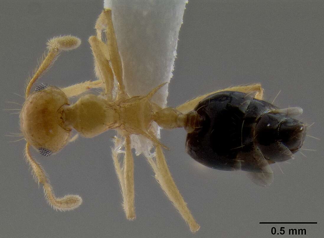 Image of Crematogaster aculeata Donisthorpe 1941