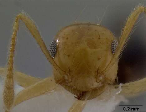 Image of Crematogaster aculeata Donisthorpe 1941