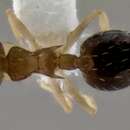 Image of <i>Crematogaster reticulata</i>