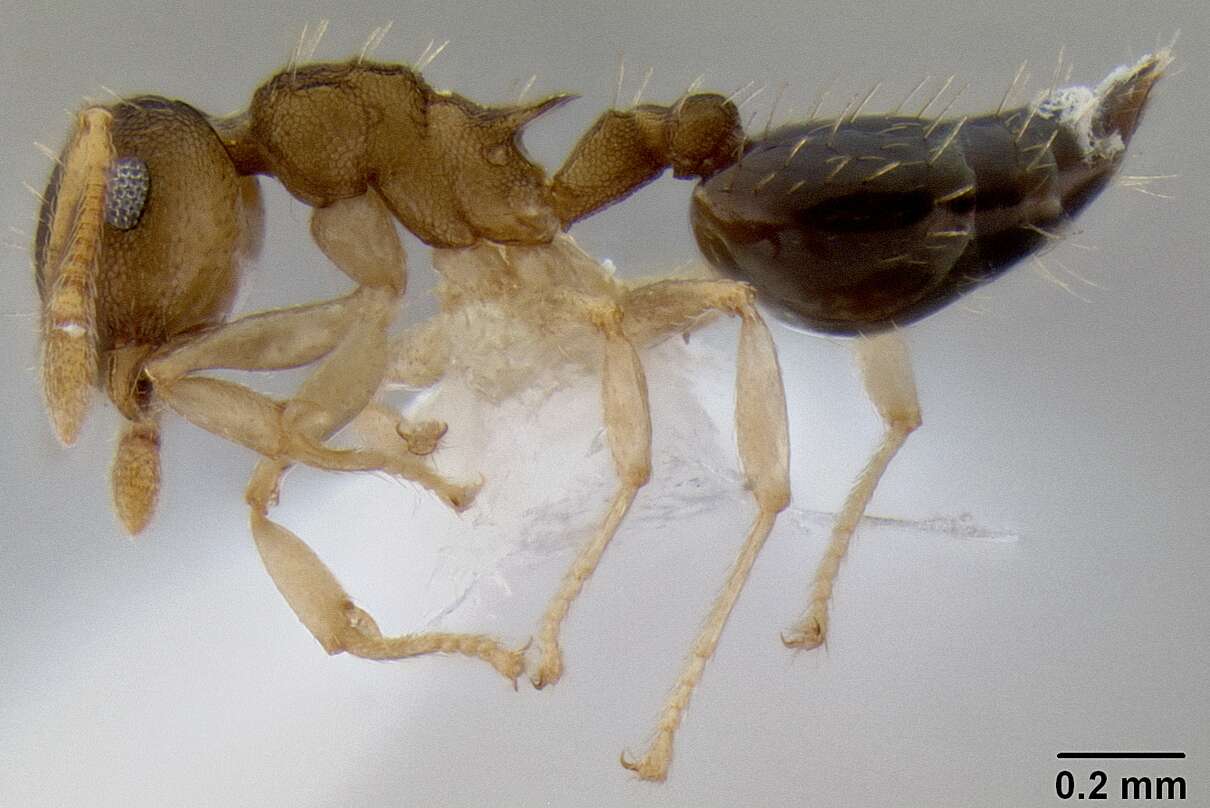 Image of <i>Crematogaster reticulata</i>