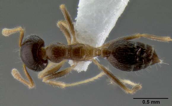 Image of Crematogaster decamera Forel 1910