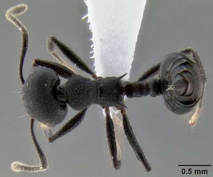 صورة Crematogaster formosa Mayr 1870